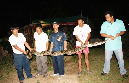 www.thai-dk.dk/uploads/n16giant pythons.jpg